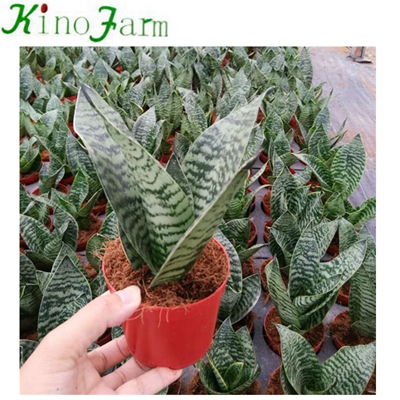 Green Hahnii Small Size Potted Snake Plant