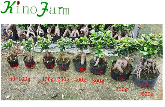 Natural Plant Ficus Microcarpa Ginseng