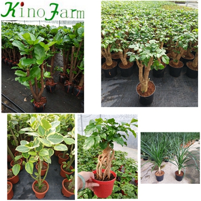 Natural Plant Ficus Benghalensis Ficus Microcarpa Bonsai