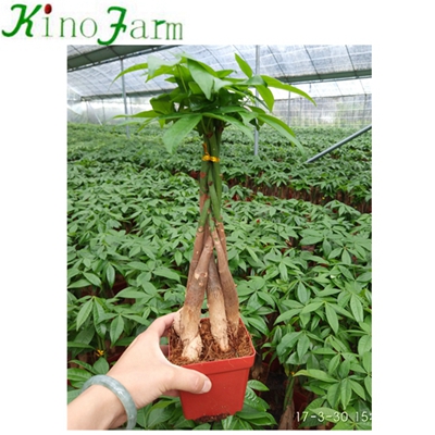 Indoor Money Tree Plant
