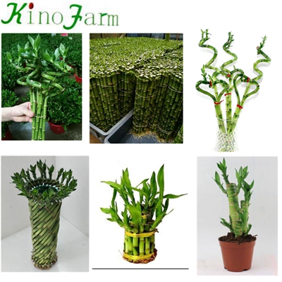 Indoor Bamboo Plants For Sale