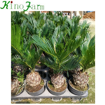 Natural Plant With Cocopeat With Leaves Cycas Revoluta 