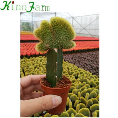 Natural Plant grafted Cactus