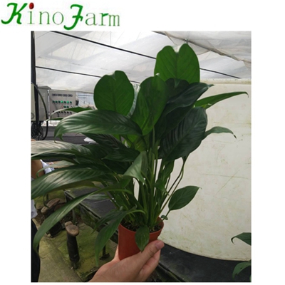 Natural Plant Indoor Plant Spathiphyllum