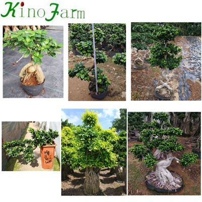 8 Shape Natural Plant Ficus Microcarpa