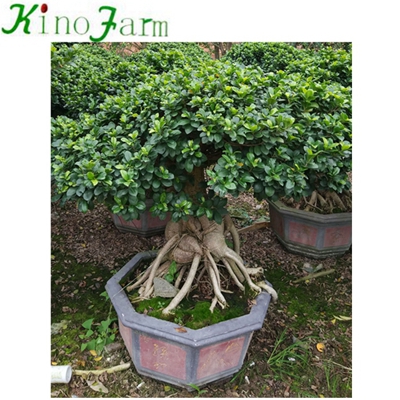 Natural Plant Ficus Microcarpa Ficus Bonsai 