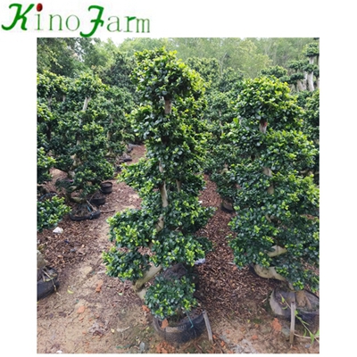 Natural Plant Outdoor Ficus Tree For Sale