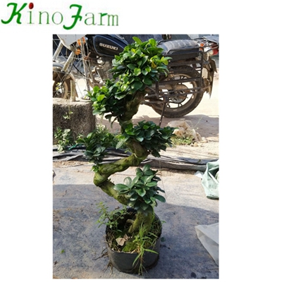 Natural S Shape bonsai plants for sale