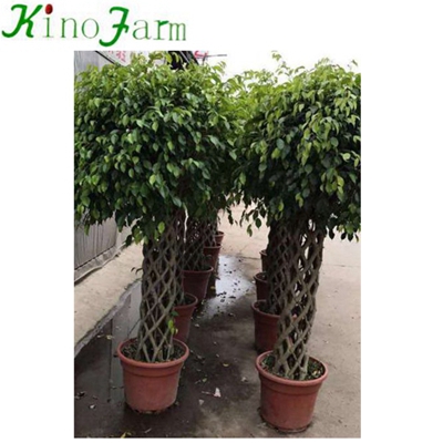 Natural Plant Ficus Bonsai Tree Ficus Cage 