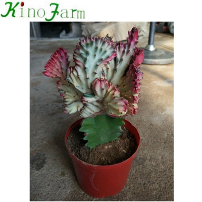 Natural Indoor Cactus Plants