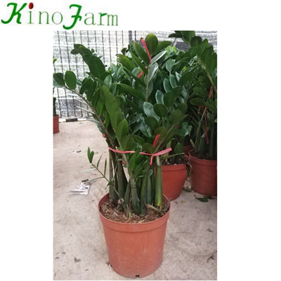 Natural Indoor Plant Zamioculcas 