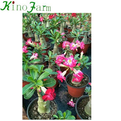 Natural Plant Indoor Plant Desert Rose