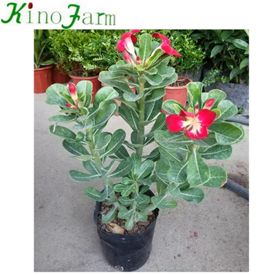 Natural Adenium Desert Rose Plant