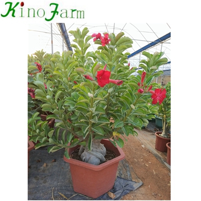 Natural Adenium Desert Rose China