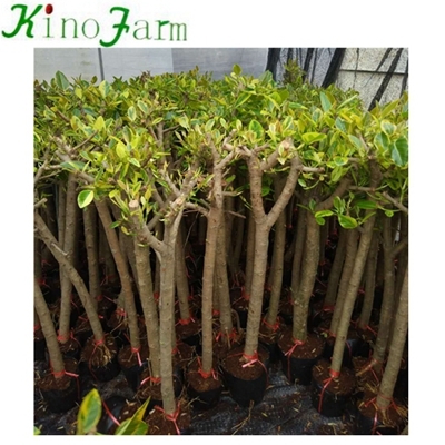 Ficus de plantas naturales Benghalensis Ficus Microcarpa Bonsai Kinofarm