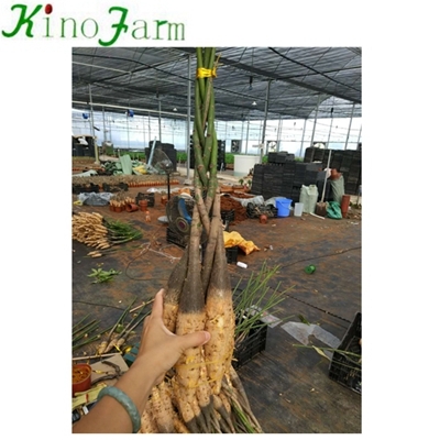 Indoor Plant Money Tree Pachira