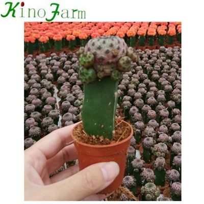 natural cactus