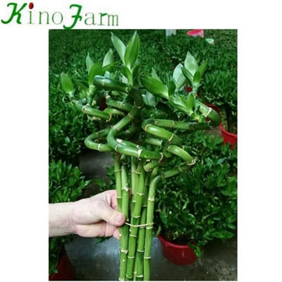 Dracaena Sanderiana Lucky Bamboo Plant