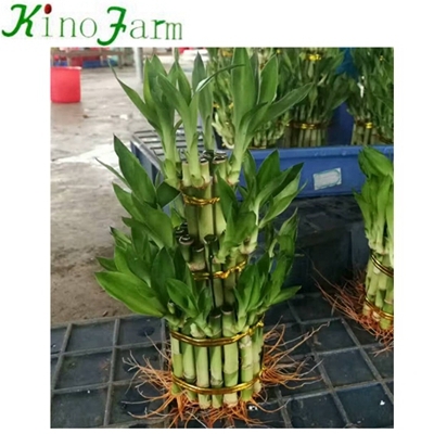 water bamboo plant