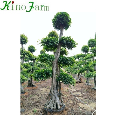 Planta de Bonsai Ficus