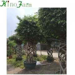 chinese bonsai tree for sale