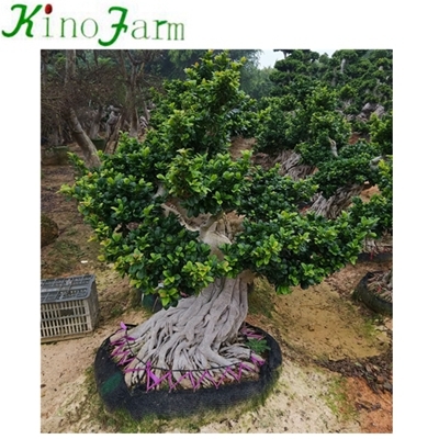 ficus microcarpa bonsai for sale