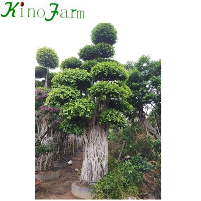 árbol chino bonsai