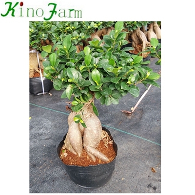 Ficus Ginseng Bonsai para la venta