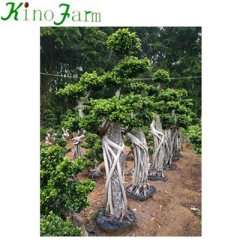ficus microcarpa bonsai for sale