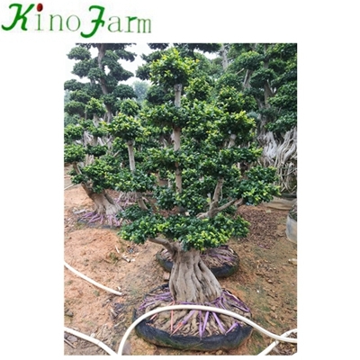 chinese bonsai tree