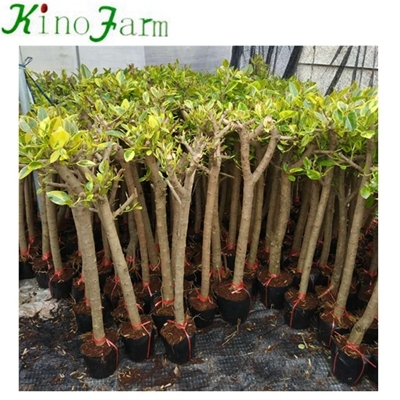 Planta de interior natural Ficus Benghalensis Kinofarm