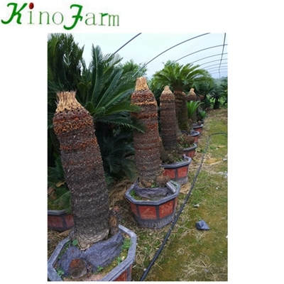 Planta Natural Cycas Palm