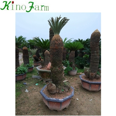 different types of sago palms