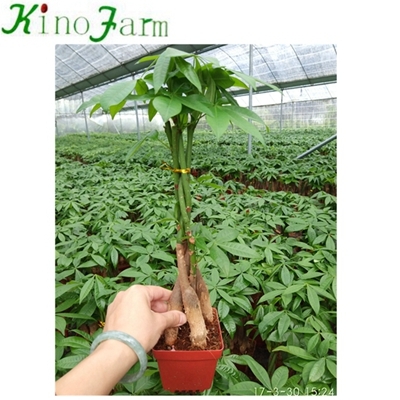 Money Tree Pachira Plant