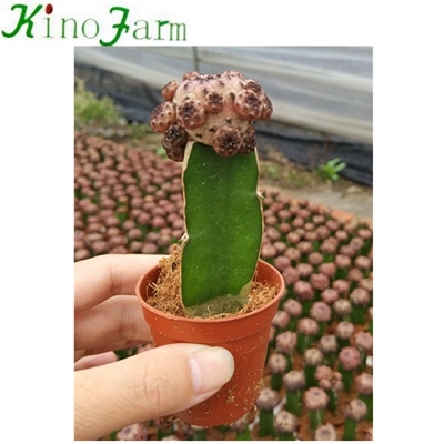 variedades de cactus