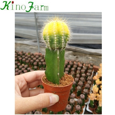 Mini cactus y suculentas