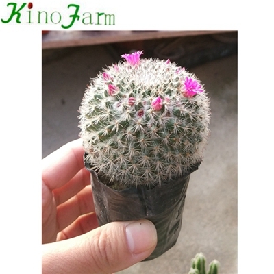 Cactus sin injertar de planta natural