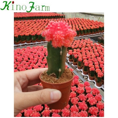 Plantas de cactus en flor