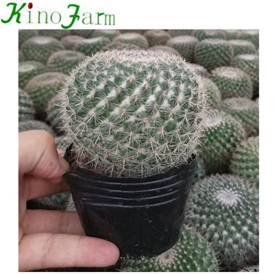 mini cactus for sale