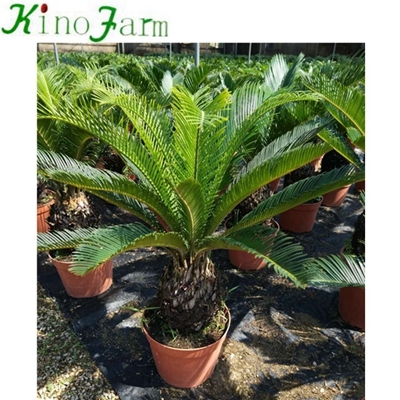 king sago palm for sale