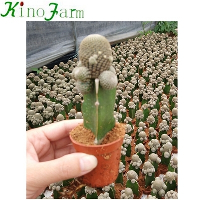 wholesale indoor cactus