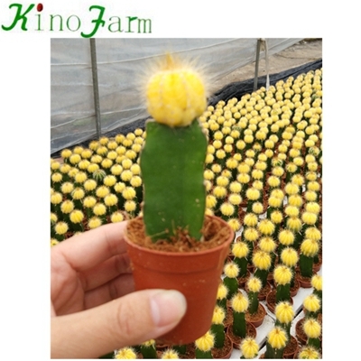 grafted cactus plants