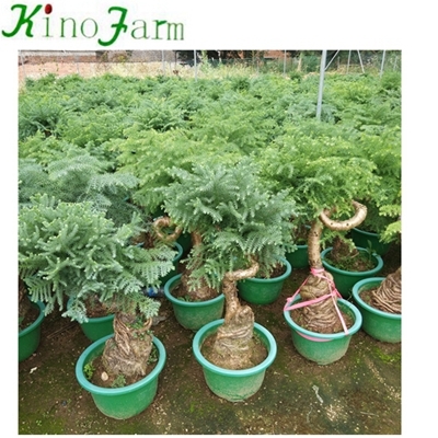  Indoor Plant Araucaria heterophylla