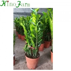 Indoor Plant Zamioculcas Zamiifolia