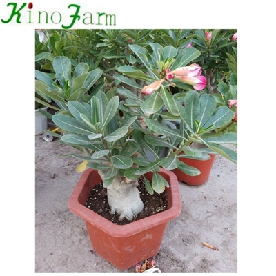 Planta natural adenium desierto rosa