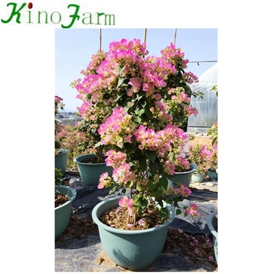  bougainvillea pink and white