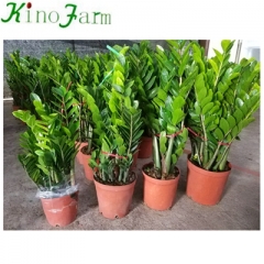 Indoor Zamioculcas Zamiifolia Plant