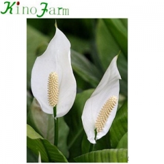 Spathiphyllum Plant Peace Lily