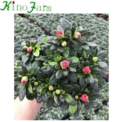 Planta de interior natural Rhododendron simsii