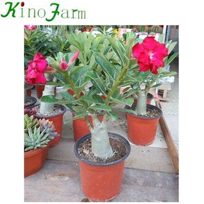Adenium Desert Rose en venta